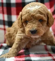 Daphne Micro GD FM 2, a female Miniature Goldendoodle for sale in Kendallville, IN – Photo 1 of 2
