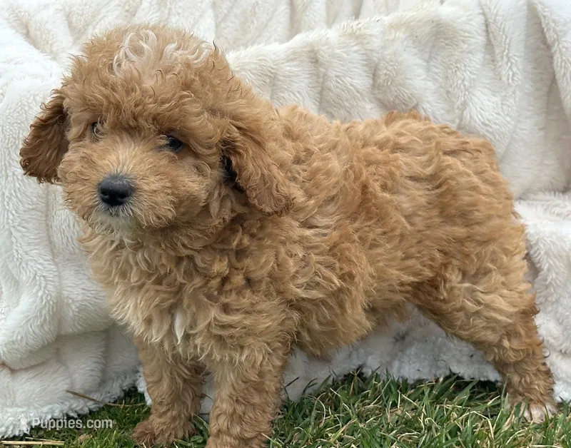 Daphne Micro GD FM 2 – Miniature Goldendoodle puppy for sale in Kendallville, IN