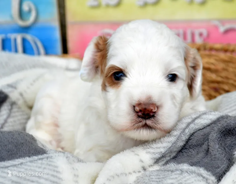 Axel Mini Cockapoo M1 – Cockapoo puppy for sale in Kendallville, IN
