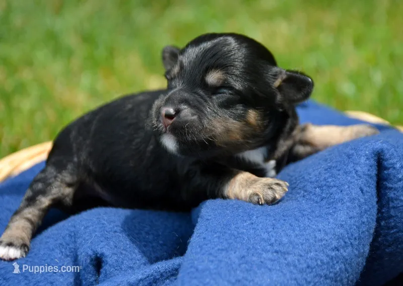 Britney MBD FM5 – Bernedoodle puppy for sale in Kendallville, IN