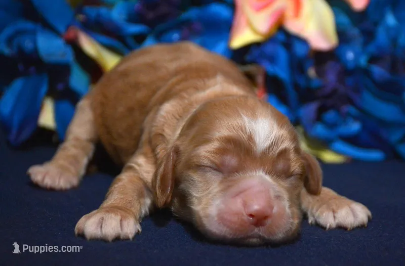 Charlie Mini CP M1 – Cockapoo puppy for sale in Kendallville, IN