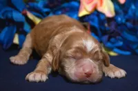 Charlie Mini CP M1, a male Cockapoo for sale in Kendallville, IN – Photo 1 of 2