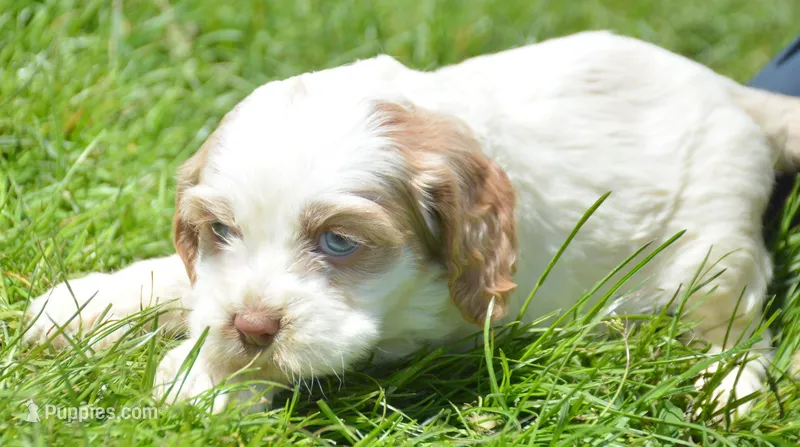 Carla Mini CP F2 – Cockapoo puppy for sale in Kendallville, IN