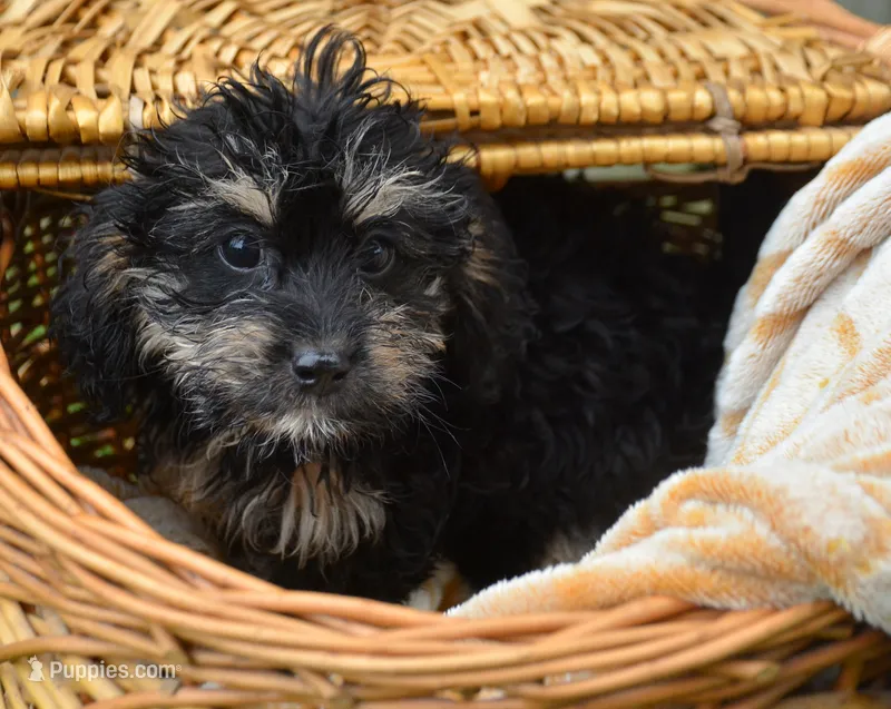 Britney MBD FM5 – Bernedoodle puppy for sale in Kendallville, IN