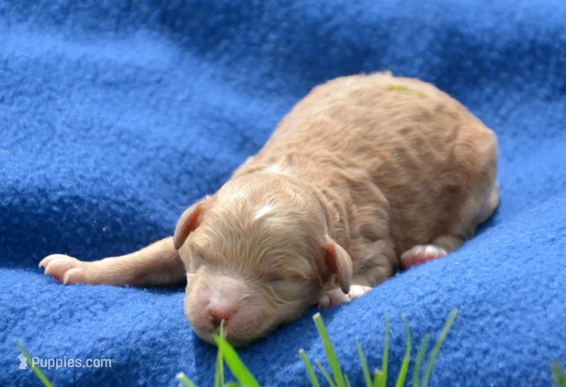 Chris Cavapoo M2 – Cavapoo puppy for sale in Kendallville, IN