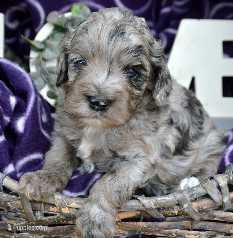 Amy Mini Cockapoo F5 – Cockapoo puppy for sale in Kendallville, IN