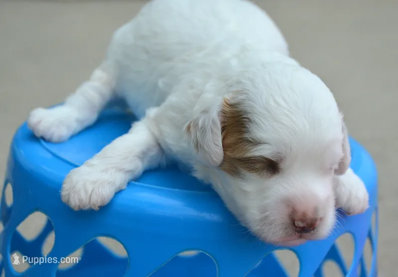 Axel Mini Cockapoo M1 – Cockapoo puppy for sale in Kendallville, IN
