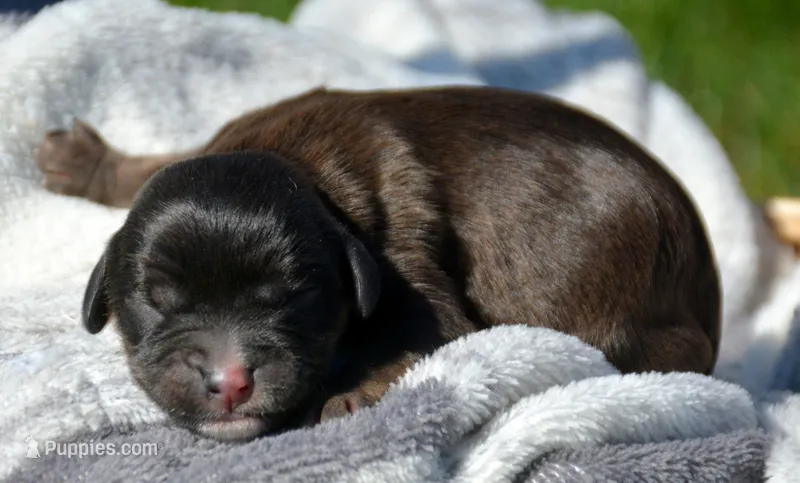 Cody Cav Ml 4-2 – Cavapoo puppy for sale in Kendallville, IN