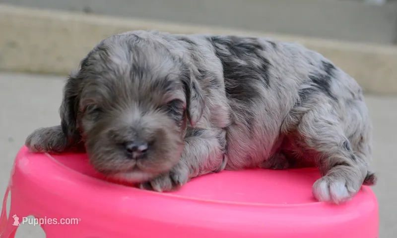 Amy Mini Cockapoo F5 – Cockapoo puppy for sale in Kendallville, IN