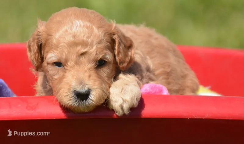 Chris Cavapoo M2 – Cavapoo puppy for sale in Kendallville, IN