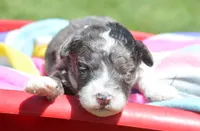 Barkley MBD ML2, a male Bernedoodle for sale in Kendallville, IN – 6 of 8