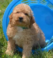 Cody Cavapoo M2, a male Cavapoo for sale in Kendallville, IN – 2 of 8