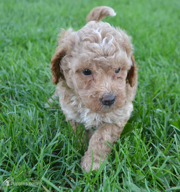 Cain Cavapoo ML3-1 – Cavapoo puppy for sale in Kendallville, IN