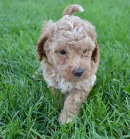 Cain Cavapoo ML3-1, a male Cavapoo for sale in Kendallville, IN – 2 of 7