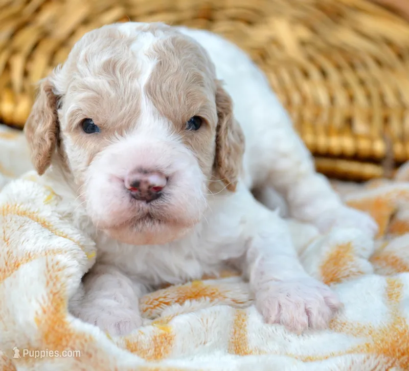 Clyde Cavapoo ML 3-2 – Cavapoo puppy for sale in Kendallville, IN