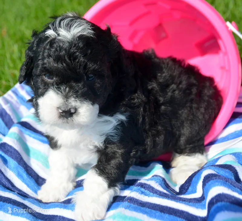Bella Micro Bernedoodle – Bernedoodle puppy for sale in Kendallville, IN