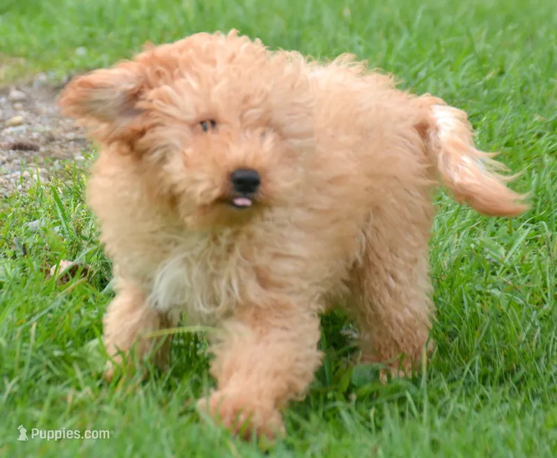 Chris Cavapoo M2 – Cavapoo puppy for sale in Kendallville, IN