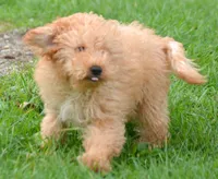 Chris Cavapoo M2, a male Cavapoo for sale in Kendallville, IN – 1 of 9