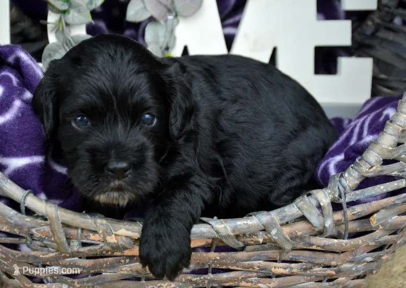 Ally Mini Cockapoo F4 – Cockapoo puppy for sale in Kendallville, IN