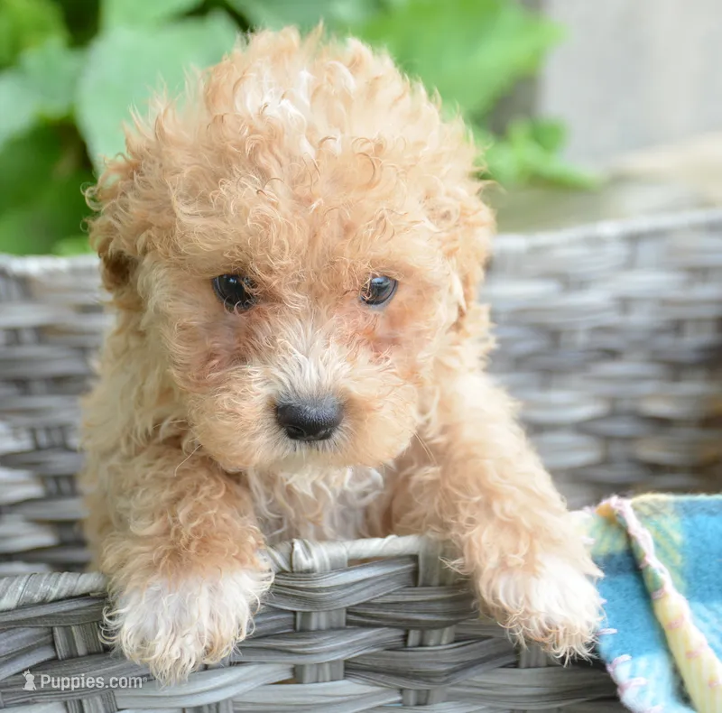 Max Maltipoo ML1 – Maltipoo puppy for sale in Kendallville, IN