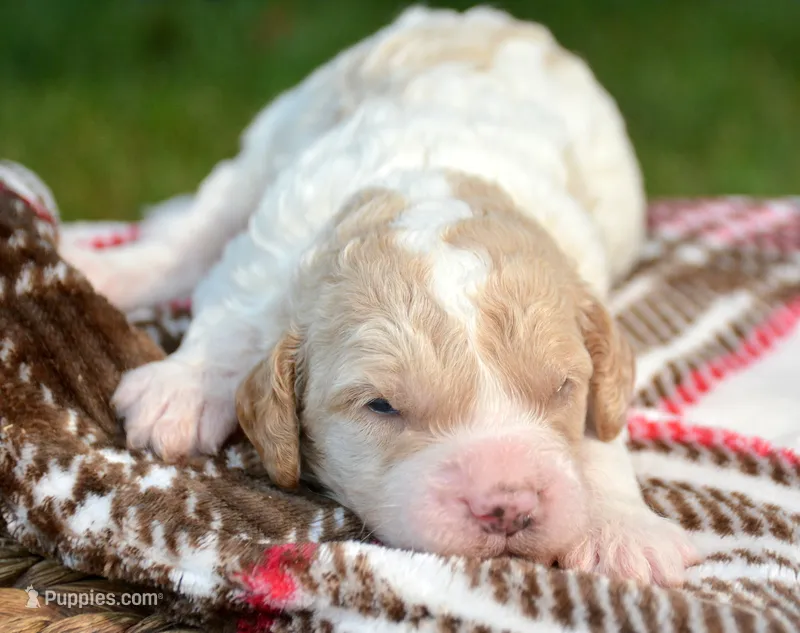 Clyde Cavapoo ML 3-2 – Cavapoo puppy for sale in Kendallville, IN