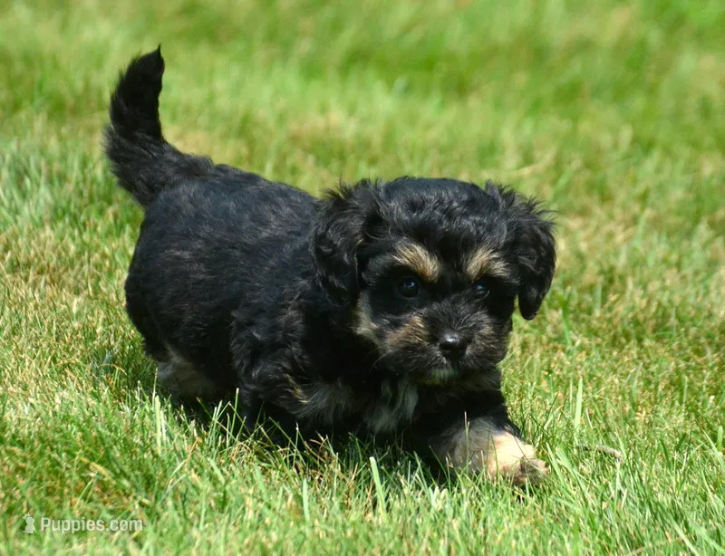 Britney MBD FM5 – Bernedoodle puppy for sale in Kendallville, IN