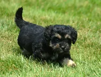 Britney MBD FM5, a male Bernedoodle for sale in Kendallville, IN – 2 of 8