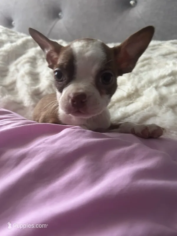 Puppy B – Boston Terrier puppy on hold in Yakima, WA