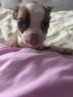 Puppy B, a female Boston Terrier for sale in Yakima, WA – 2 of 2