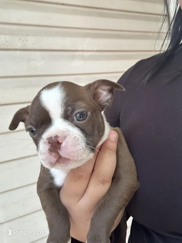 Female 1 – Boston Terrier puppy for sale in Yakima, WA