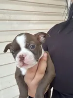 Female 1, a female Boston Terrier for sale in Yakima, WA – 1 of 1
