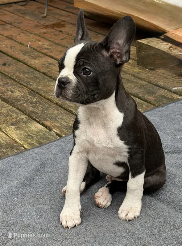 Bob – Boston Terrier puppy for sale in Auburn, WA