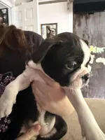 Tammy, a female Boston Terrier for sale in Auburn, WA – Photo 3 of 3