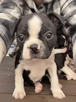 Tammy, a female Boston Terrier for sale in Auburn, WA – Photo 2 of 3