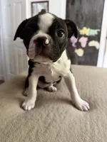 Tammy, a female Boston Terrier for sale in Auburn, WA – Photo 1 of 3