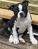 Tammy, a female Boston Terrier for sale in Auburn, WA – 4 of 4
