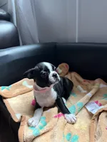 Gritona, a female Boston Terrier for sale in Auburn, WA – 2 of 3