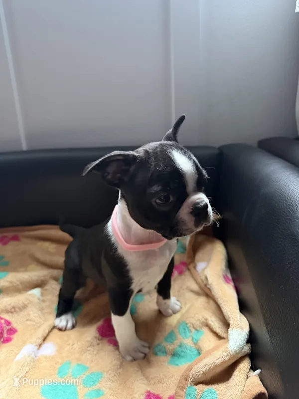 Gritona – Boston Terrier puppy for sale in Auburn, WA