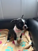 Gritona, a female Boston Terrier for sale in Auburn, WA – 1 of 3