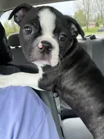 Tammy, a female Boston Terrier for sale in Auburn, WA – 1 of 2