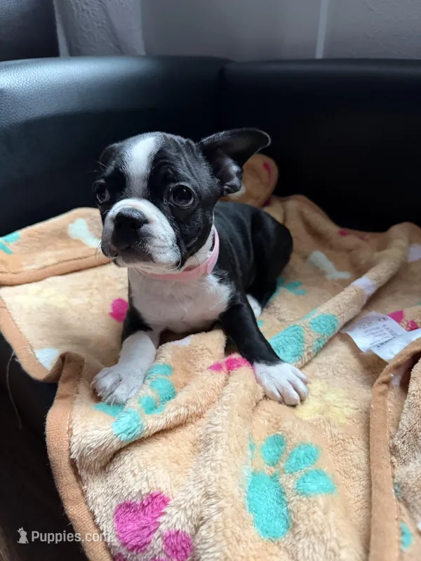 Gritona – Boston Terrier puppy for sale in Auburn, WA