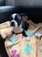 Gritona, a female Boston Terrier for sale in Auburn, WA – Photo 1 of 3