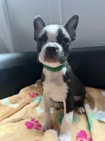 Bob, a male Boston Terrier for sale in Auburn, WA – 1 of 2