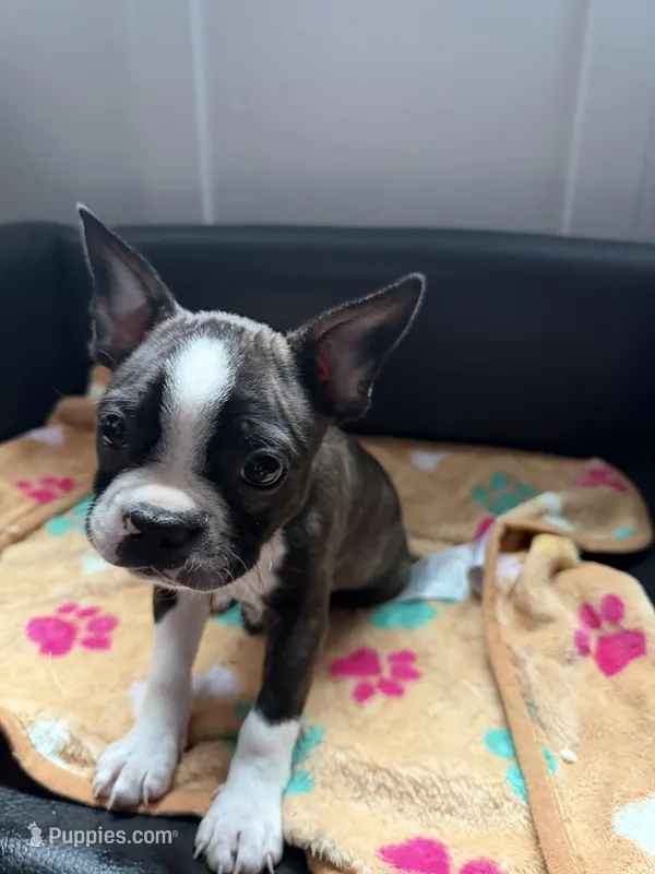 Junior – Boston Terrier puppy for sale in Auburn, WA