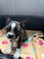 Junior, a male Boston Terrier for sale in Auburn, WA – Photo 1 of 2