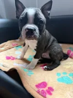 Junior, a male Boston Terrier for sale in Auburn, WA – Photo 2 of 2