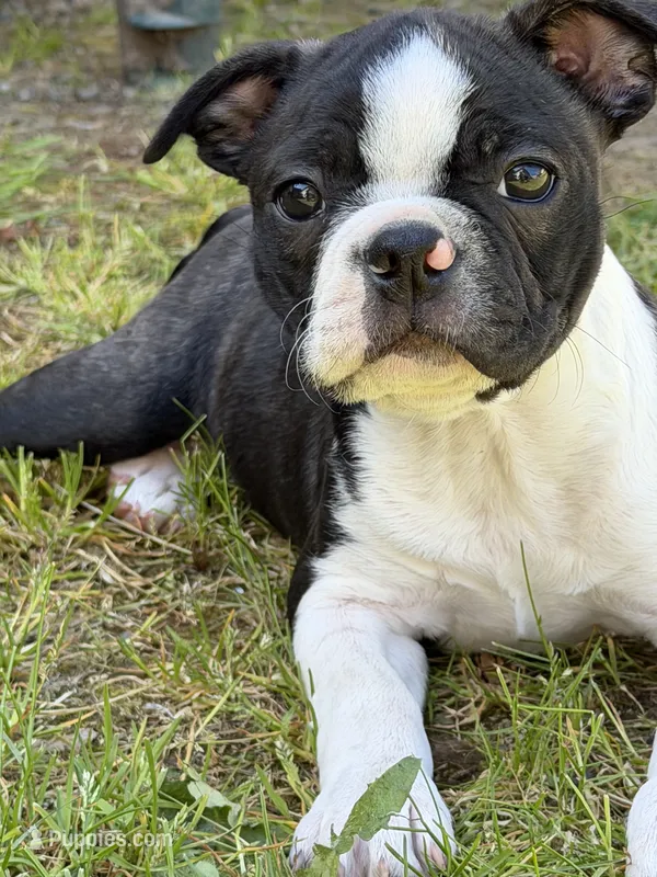 Tammy – Boston Terrier puppy for sale in Auburn, WA