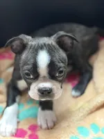 Mocha, a male Boston Terrier for sale in Auburn, WA – Photo 2 of 2
