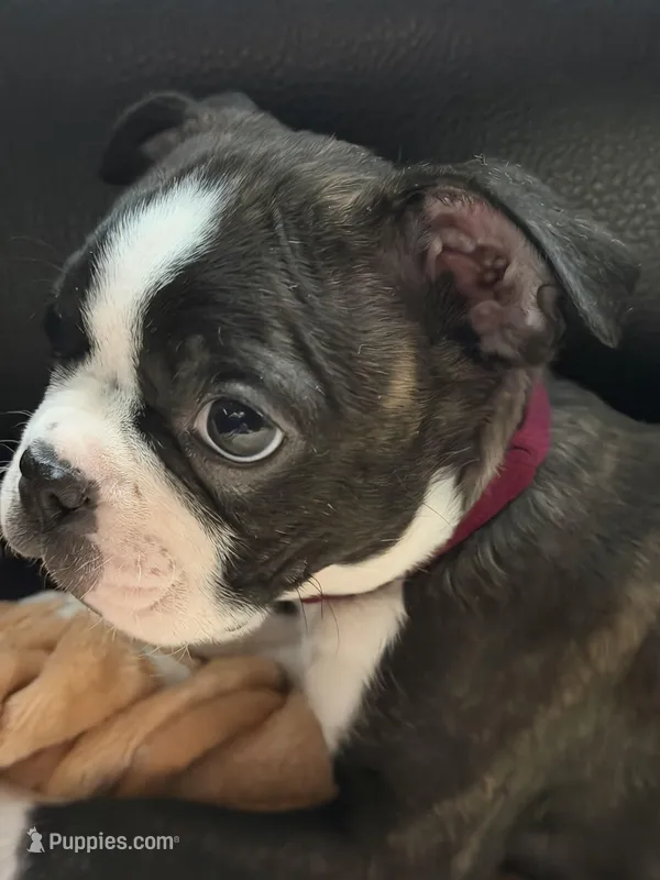 Mocha – Boston Terrier puppy for sale in Auburn, WA