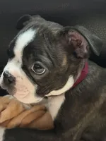 Mocha, a male Boston Terrier for sale in Auburn, WA – Photo 1 of 2